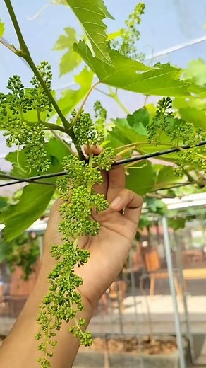 Penyemangat berkebun setelah lihat bunga anggur hasil pruning pembuahan... #farming #garden #grape #foryou #sorotan | Tunjung Suhargo