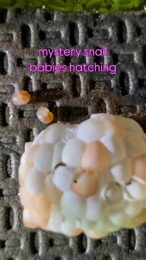 Brittany | Mystery Snail babies hatching 🥰 do you have a mystery snail? This video is in 10x fast forward. • • • #snailbaby #fishiotherapy... | Instagram