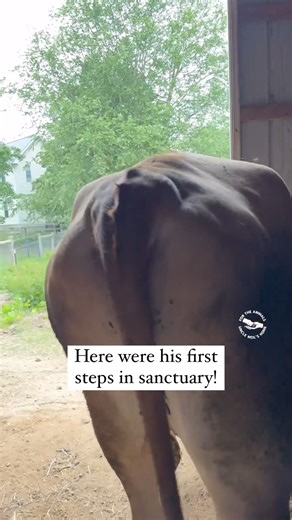 2.7M views · 10K reactions | GEORGE UPDATE! ❤️George’s first real...