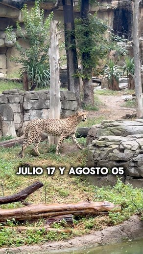 27K views · 106 reactions | Dallas zoo 1 dollar la entrada  #dallas #dallaszoo #tickets #deals #dondeirdallas | Alejandra Daniel Gutiérrez | Facebook