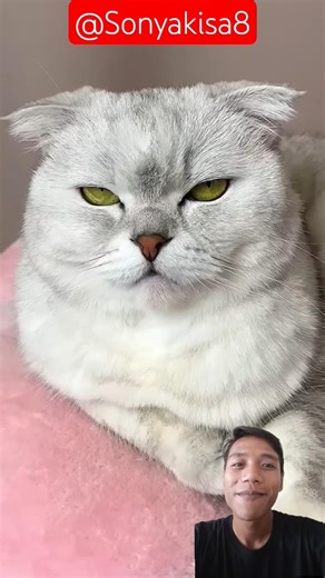 NO.. Don't Kiss Me‼️ 😾😾😘 #cat #animallife #catlovers #funny