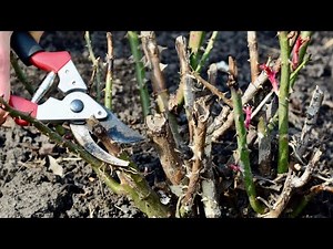 How To Prune Roses In The Fall For Magnificent Blooms Next Growing Season