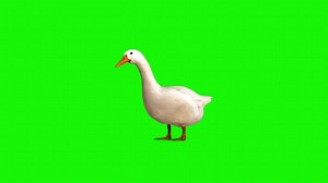 Download Goose on a green background. Seamless looping 4k time-lapse animation background for free