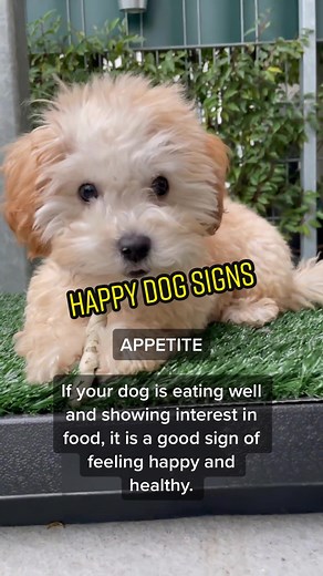 5 Signs Your Dog is Happy | Happy Dog Signs and Behavior