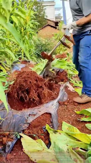 Must-Have for Farmers! Manual Tree Root Digging Tool—Easy for Beginners!