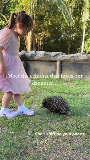 Bindi Irwin on Instagram: "I’ve never seen an echidna love someone so much… 🥹❤️"