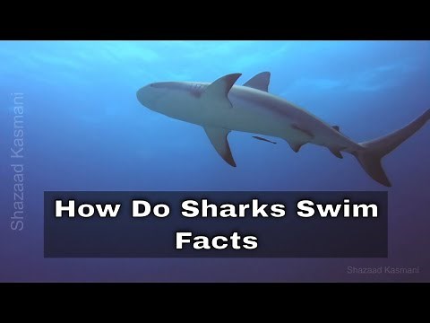 How Do Sharks Swim | Facts