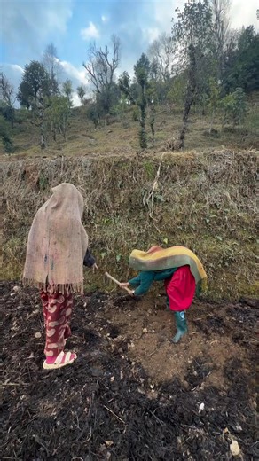 La vie des agriculteurs du village de Tarakhola, dans le district de Baglung au Népal. Ils plantent actuellement des pommes de terre. Vidéo : Niru Magar | Nepalplus - édition française