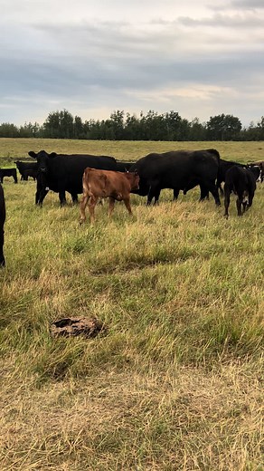 Yet another reason why I hate Fred and wish he could be made into dog food! He has earned the name Pecker Head Fred 100 times over. #fyp #cow #farm #farmlife #problem