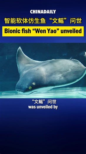 An intelligent soft-bodied bionic fish, in the shape of a manta ray and named Wen Yao, was unveiled by Shanghai Ocean University last month after over 10 years' research and development. With a wingspan of 1 meter and a weight of 35 kilograms, the bionic fish has all its key components homegrown and boasts various advantages such as high efficiency, low energy consumption, multiple functions and high mobility. According to the university, the bionic fish will be equipped with smart chips in the 