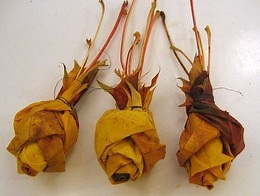 HOWTO fold roses from maple-leaves