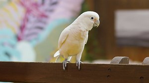 Pam and Chilly show us the special bond that can exist between woman and bird. | 365 Days of Love