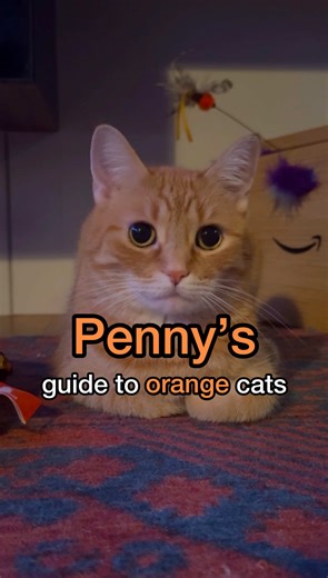 Everything You Need to Know About Orange Cat Behavior
