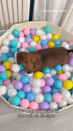 Dachshund plays in the ball pit #dogs #dog