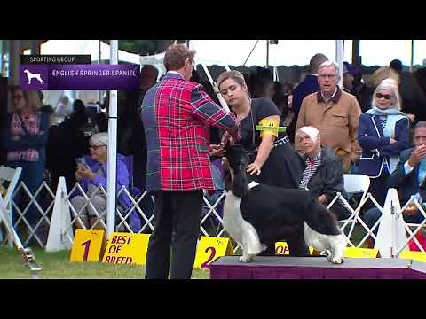 Spaniels (English Springer) | Breed Judging 2022