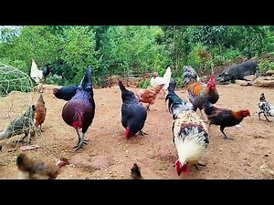 ASMR Chickens Eating Corn in the Forest | Natural Pecking Sounds for Relaxation