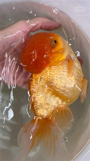 BIGGEST ORANDA GOLDFISH EVER!!