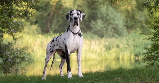 The Largest Dog Breeds in the World