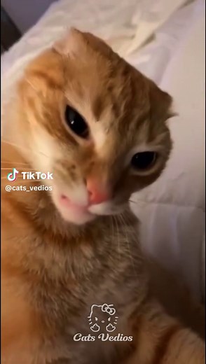 ‏Spotify playlist in bio🔊🔥#foryoupagе #phonk #funk #fyp