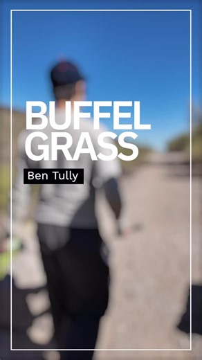 Tucson Fire Department | INVASIVE AND UNSTOPPABLE? Buffelgrass is taking over desert landscapes and fueling wildfires along the way. Ben Tully is the Invasive... | Instagram
