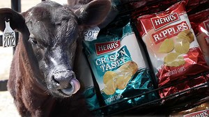 How Herr's feeds potato chips to cows to help the environment