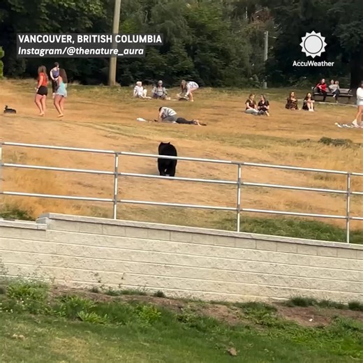 A bear was seen walking up to two people reading at Burnaby Mountain Park in Vancouver as people nearby tried to get their attention. | AccuWeather