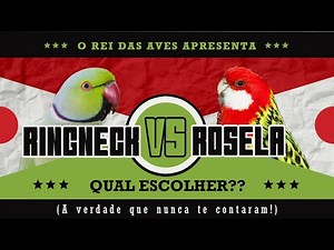 Ringneck vs Rosella: Which bird is more profitable and easier to care for?