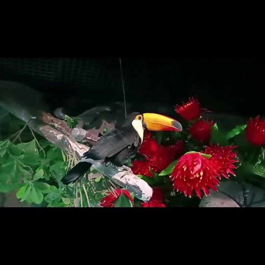 Beautiful Toucan Bird Up Close | Stunning Colors & Beak Details