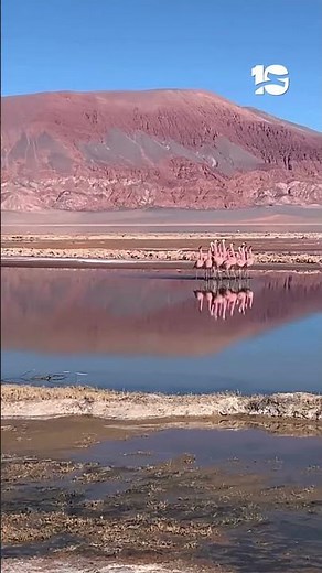 🦩 La danza nupcial de los flamencos en la Puna: un espectáculo único