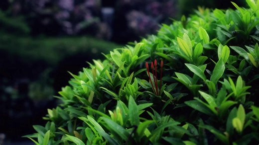 🪷 WATER BLOSSOM “Terran blooms in tranquility.” In a world that rushes, the lotus waits. Cradled by water, kissed by light, it unfolds not with urgency, but with grace. Water Blossom is a symbol of stillness in bloom. This is the soul of our fragrance: peace, elegance, and tranquility. 🎥 Credits: Produced by Maria Jovinda Listianto @mariaajovinda Directed by Ariela @riela_2 & Naomi @redgloves__ Production Manager: Wiewyn @wieee0 Director of Photography: Christy Ariela Triatmodjo @riela_2 Assis