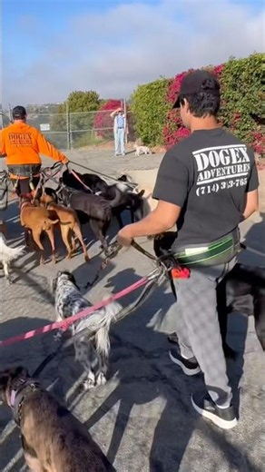 DOGEX: more experience, less reactive #dogs #dogreaction #gooddoggo #dogtraining #dogwalking #dog