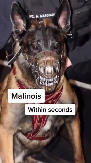 The most DANGEROUS dog breeds! #goldendoodle #scary #cute