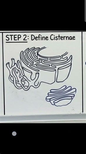 Stepwise ER Diagram simplest way to draw ER #science #biology #sciencefacts