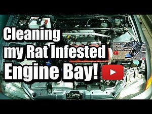 How to Clean a Rat Infested Engine Bay