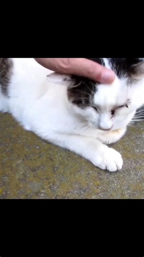 [野良猫ショート]モフられてうっとりしちゃうキジ白猫が可愛い！[Stray Cat Short] The cat that gets muffled and enchanted is so cute!
