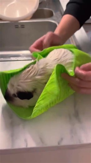 10K views · 389 reactions | I just gave my adorable guinea pig a bath. It's so cute. Do you like it?殺殺殺 #guineapigs #pet #pettraining #funny #cutepet #petlover #fyp | Ychuan.pet | Facebook