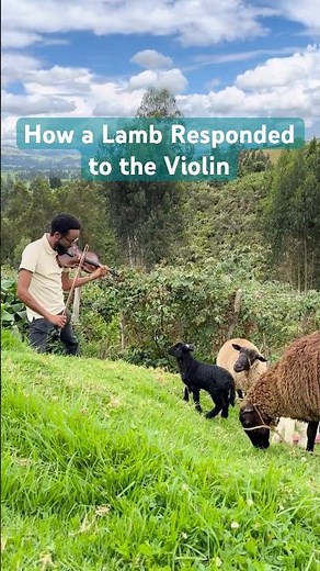 Can Sheep “Want” to Learn Violin?