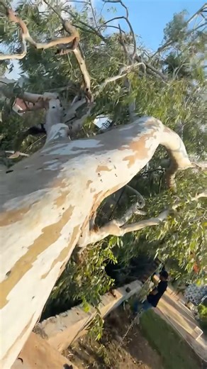 Tree falling Down 😢 #viral #treding