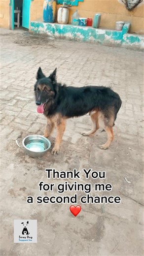 LOOK WHO WAS DISCHARGED! LARK!!❤️❤️ After two long months in the hospital, we are thrilled to share that Lark has finally been discharged and is now safe and comfortable at the boarding facility where he will stay until he finds his forever home. It’s hard to believe this is the same dog who was rushed to the hospital in Cairo from Alexandria, Egypt in critical condition, needing an emergency blood transfusion to save his life. Thanks to your incredible support, Lark pulled through. Today, he is