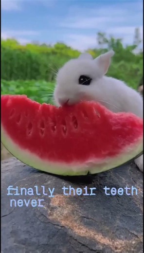 🐰 Bunny Facts You Probably Didn’t Know! 🌿✨ #bunny #cute #animals