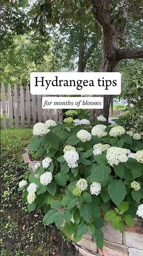 Hydrangea Care Tips #gardeningtips #gardening #hydrangeas #fastgrowingtrees