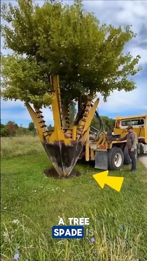 This machine can transplant plants along with their roots.