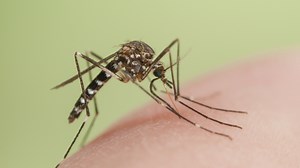 Scientists can now battle Zika using insecticide which makes mosquitoes EXPLODE