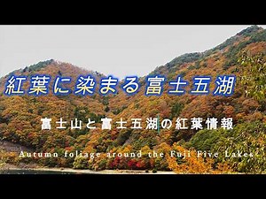 【富士五湖の紅葉めぐり】富士山と湖の紅葉状況 2025.11.11