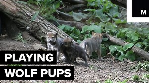 Watch these one-month old wolf babies in all their cute glory. | Mashable