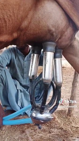 Exploring a Dairy Farm: Daily Life with Cows