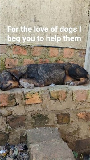 help lucky Lulu help snow help gyma help Simba help Scooby they are all waiting for your help today