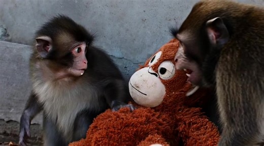 The only friend you need #monkey #punch #teddy #animal #fyp