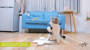 Watch Interactive Flutter Bug Cat Toys on Amazon Live