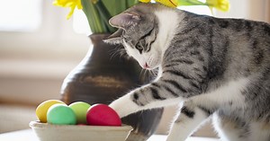 On sait enfin pourquoi les chats font tout tomber exprès !